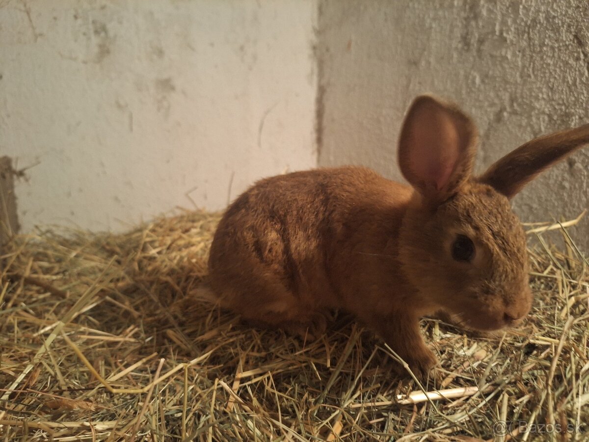 Predávam zakrslé králiky - 4