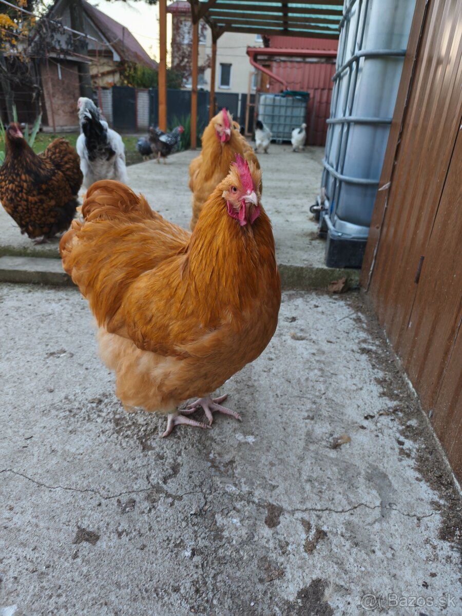 Orpingtonka žltá velká forma - 4