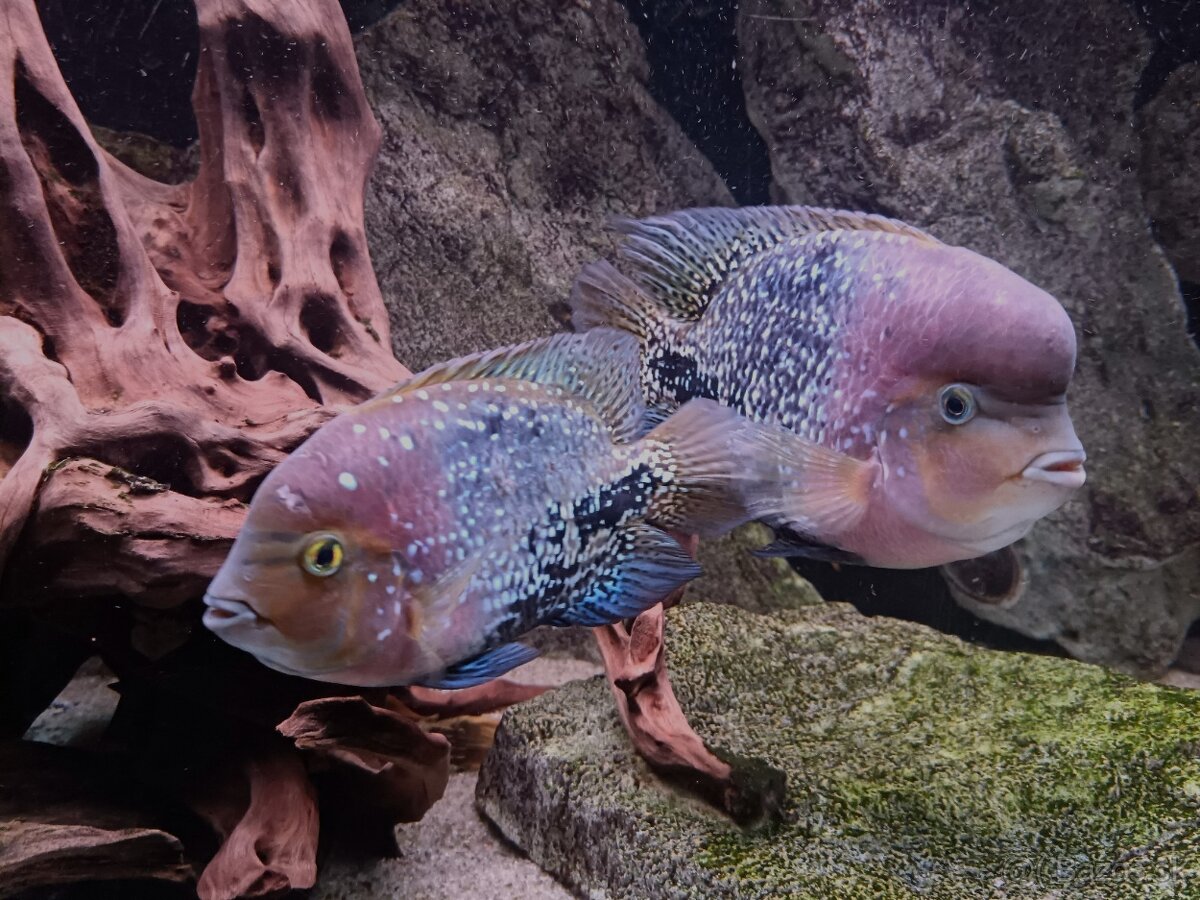 Vieja synspila blue spotted - 4