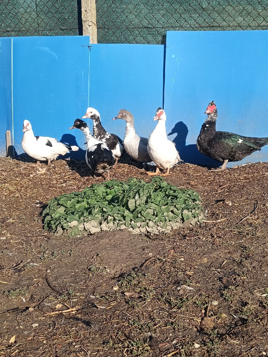 čínske kačice - 4