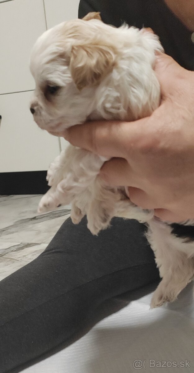 Predám Yorkshire terrier mini - 4