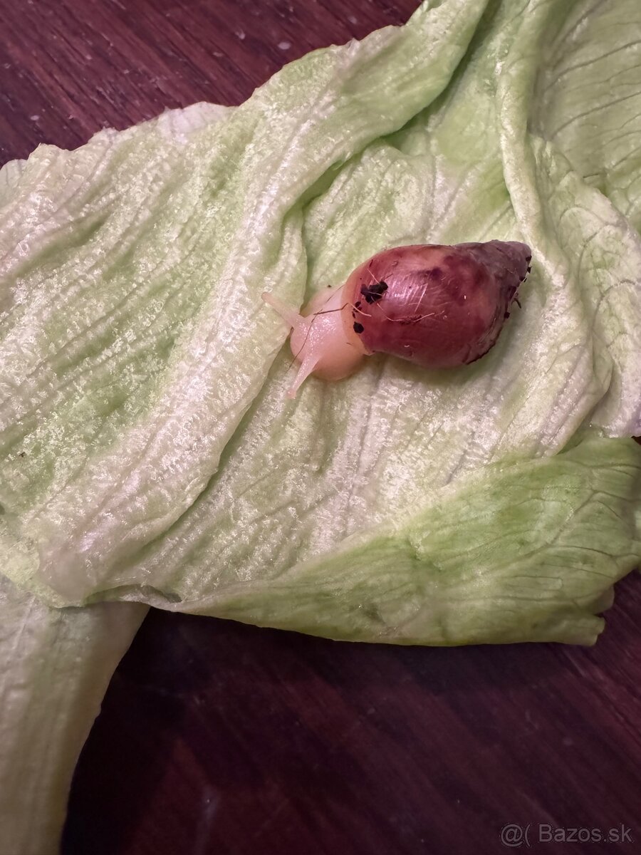 Africký slimáčikovia - 4