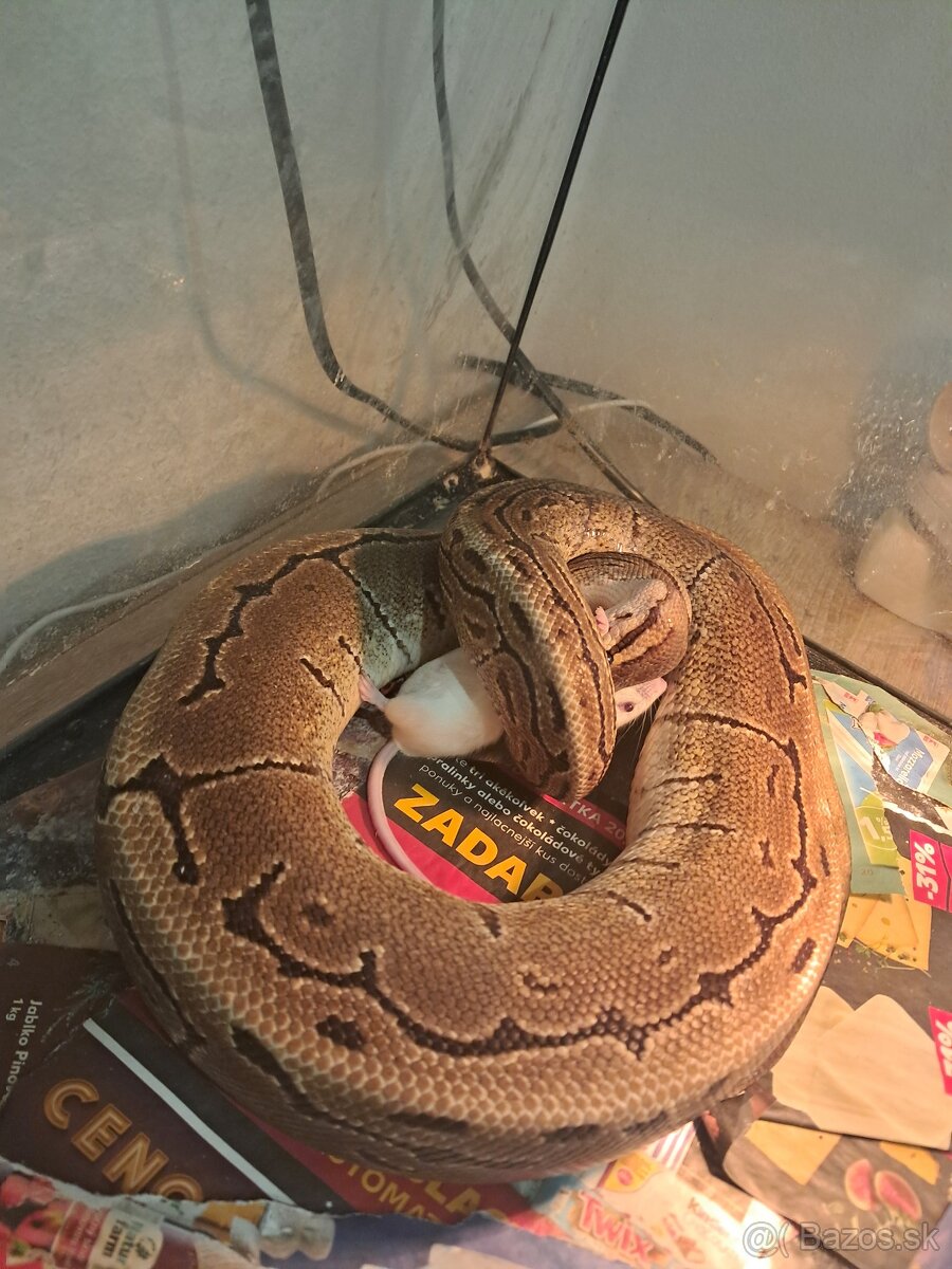 Python regius - pinstripe - 4