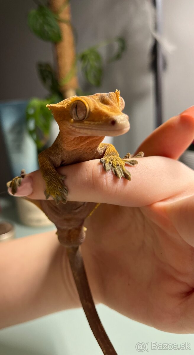 Pagekon riasnaty - 4