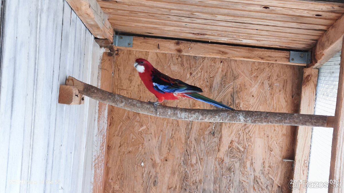 Rozela pestrá červená - 4