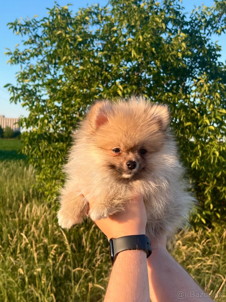 Pomeranian Teddy - 4