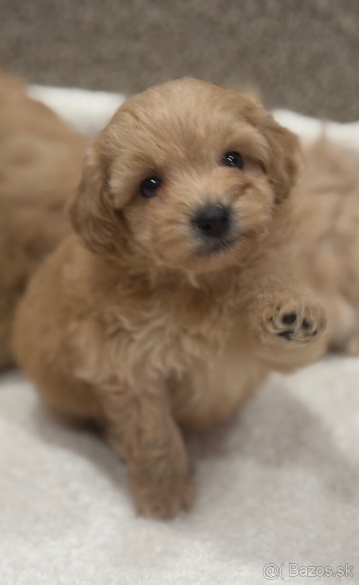 Maltipoo - 4