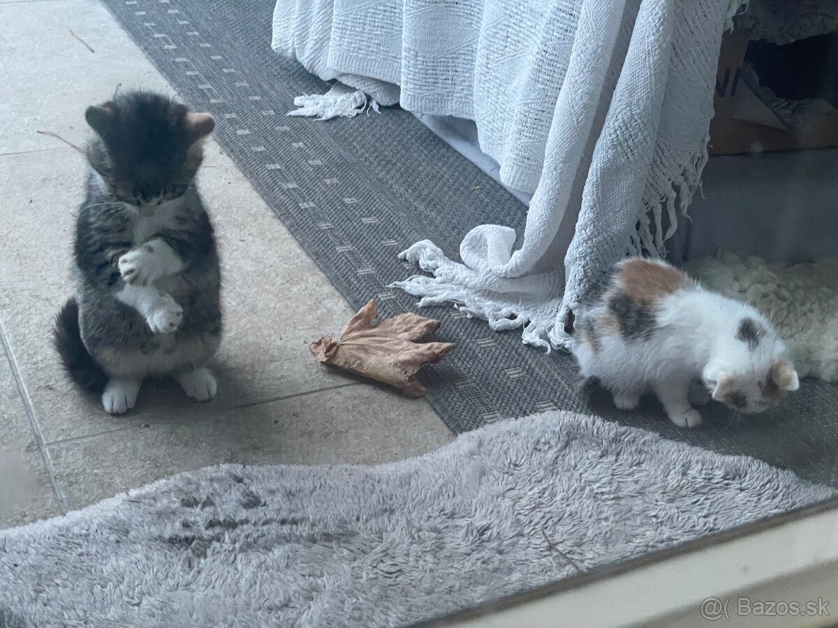 Darujem dve mačiatka - 4