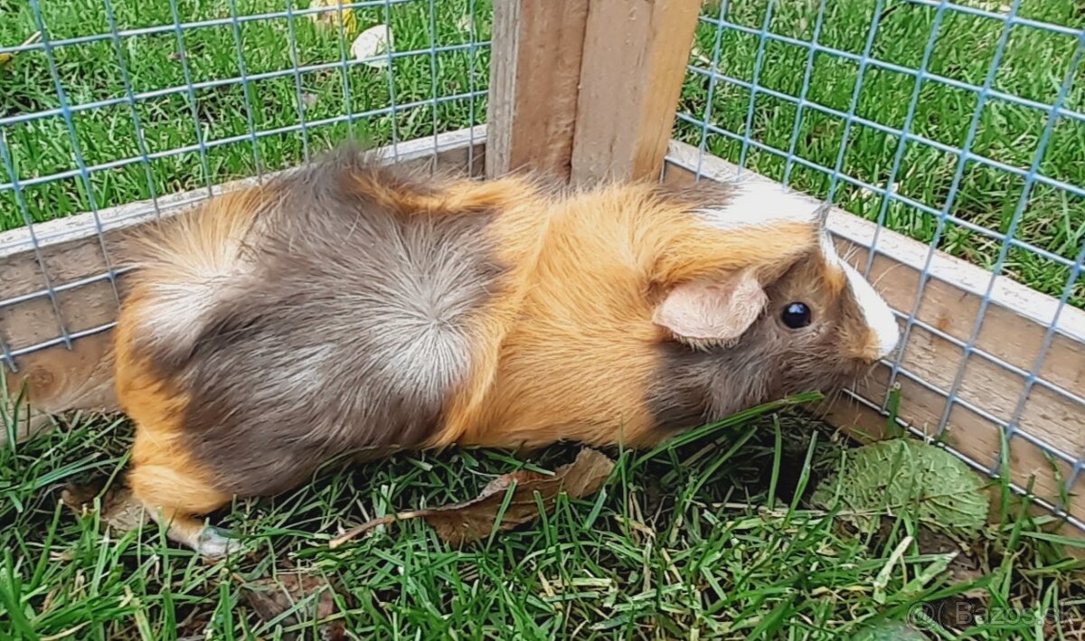 Morské prasiatka - 4