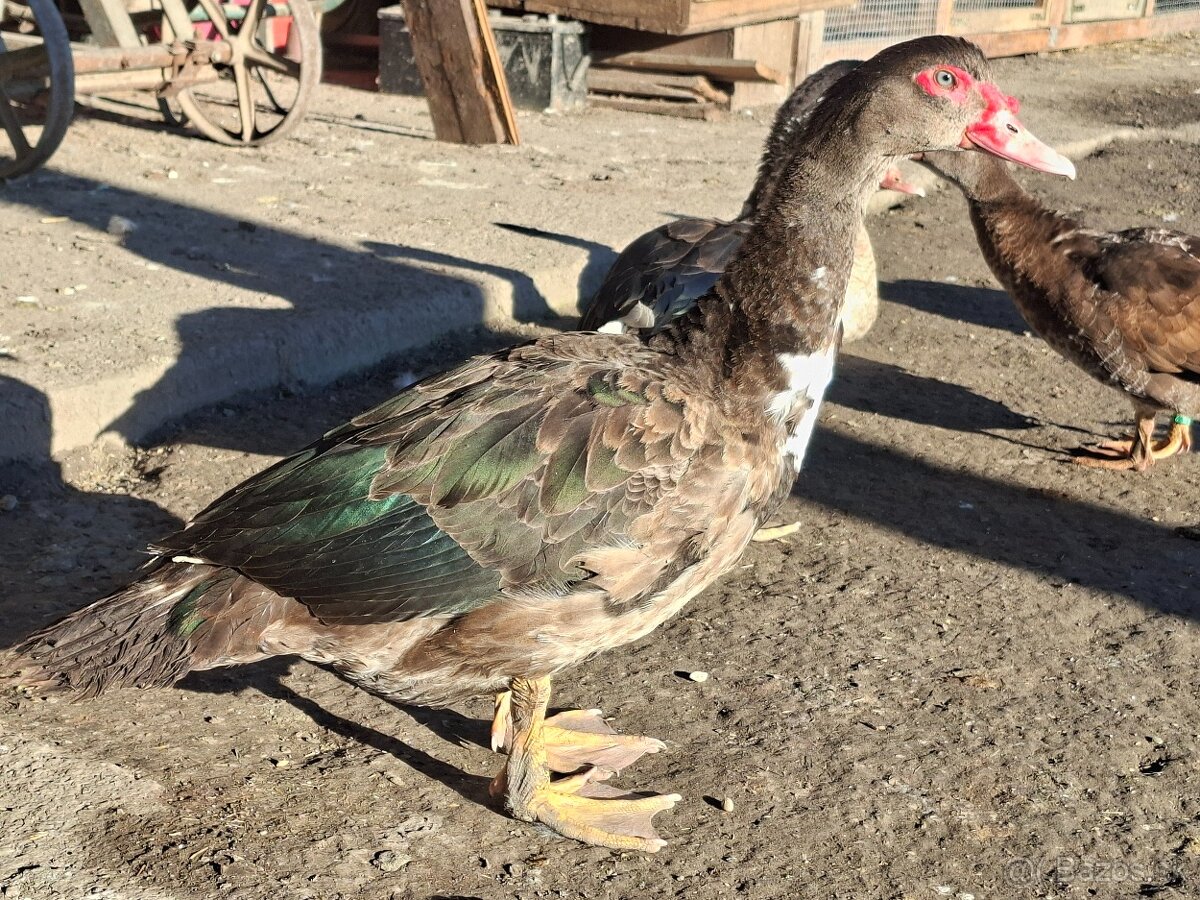 Pižmové kačice - 4