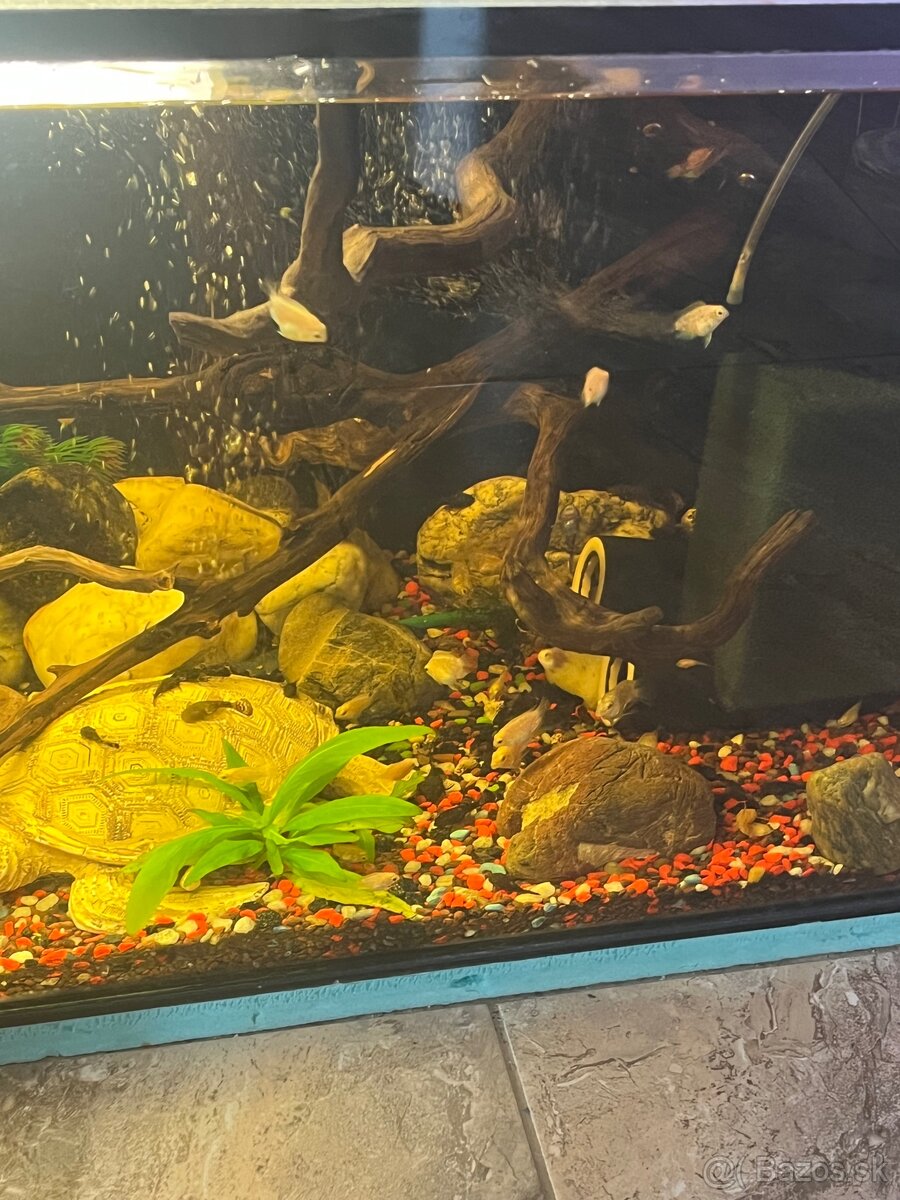 Predám mladé rybičky - 4