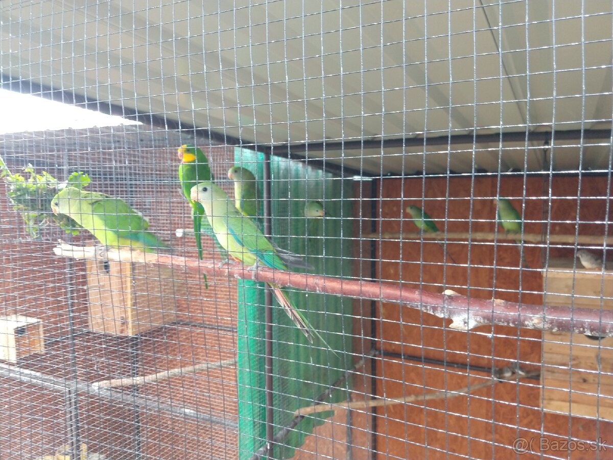Papagáj nádherný - 4