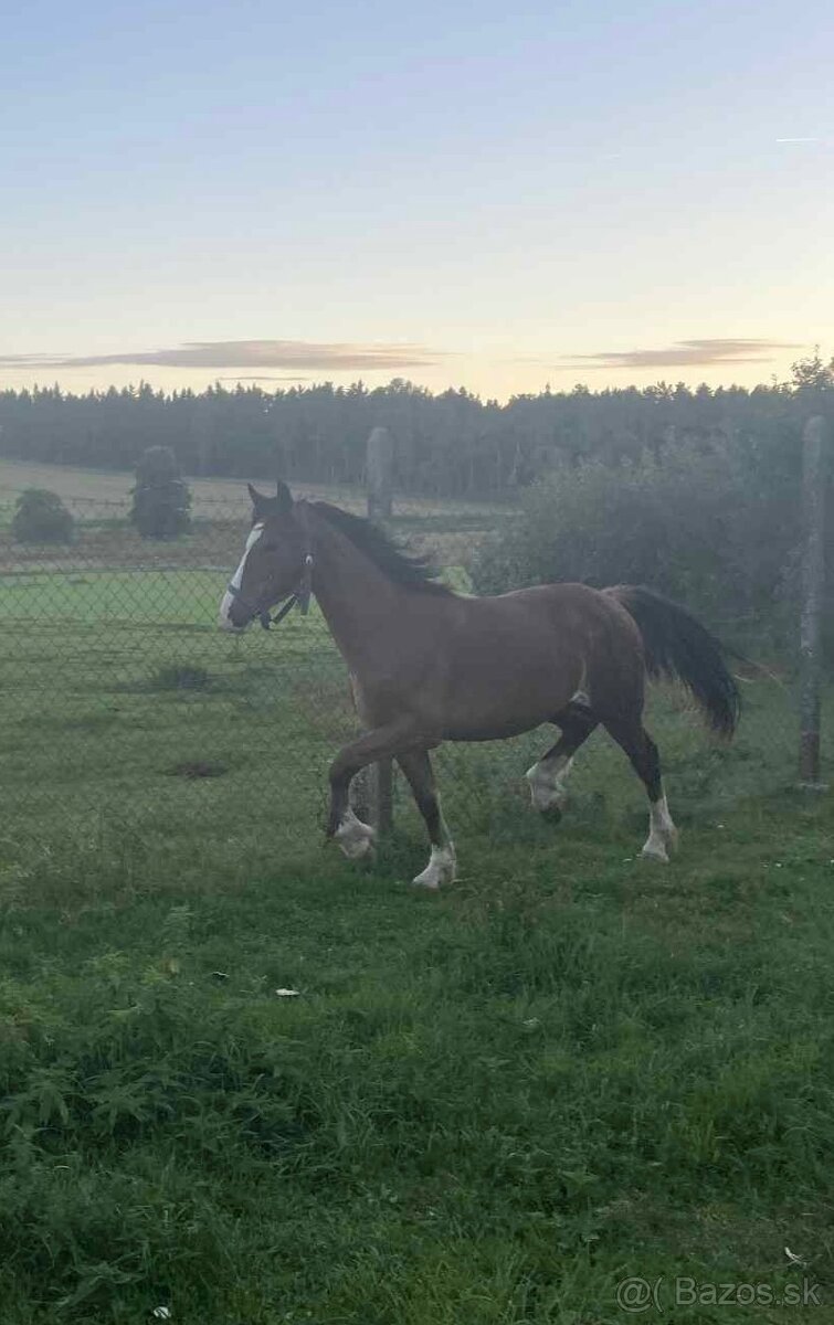 Brzy dvouletý valach Welsh Cob - 4