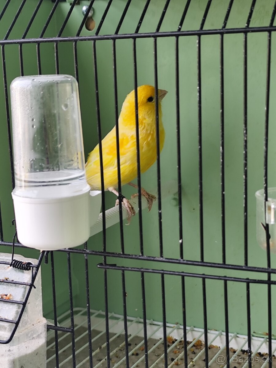 Predám kanárikov . - 4