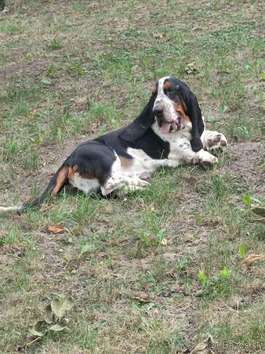 BASET-BASSET. - 4