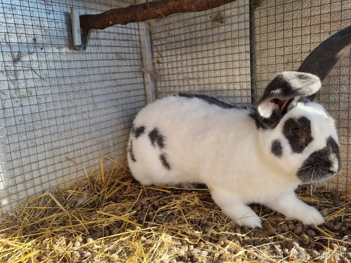 NOS ,FRANCUZSKY BARAN - 4