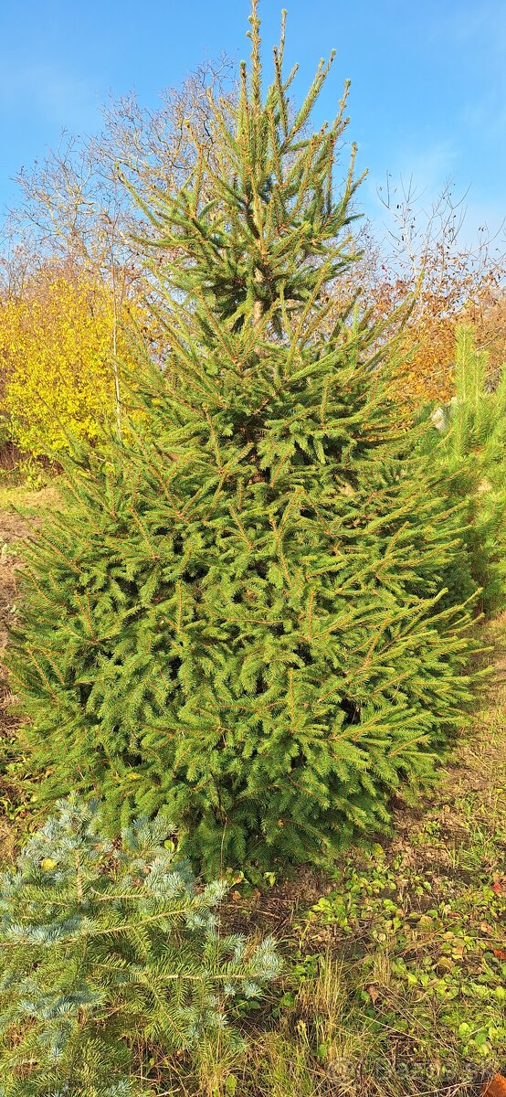 Živé smreky🎄 ako Vianočný stromček🎄 - 4