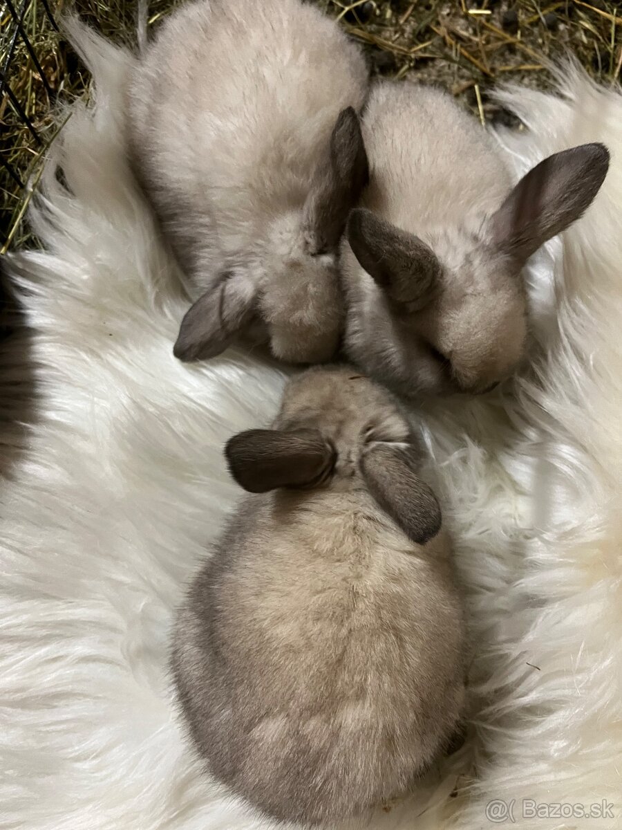 Králik - zajačik minilop - 4
