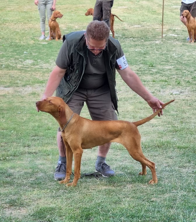 Madarska vyzla šteniatka s PP - 4