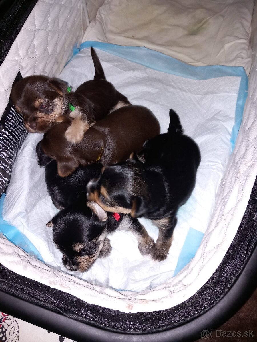 Yorkshirsky teriér - 4