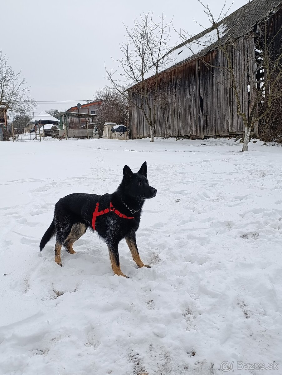 Nemecký ovčiak - 4