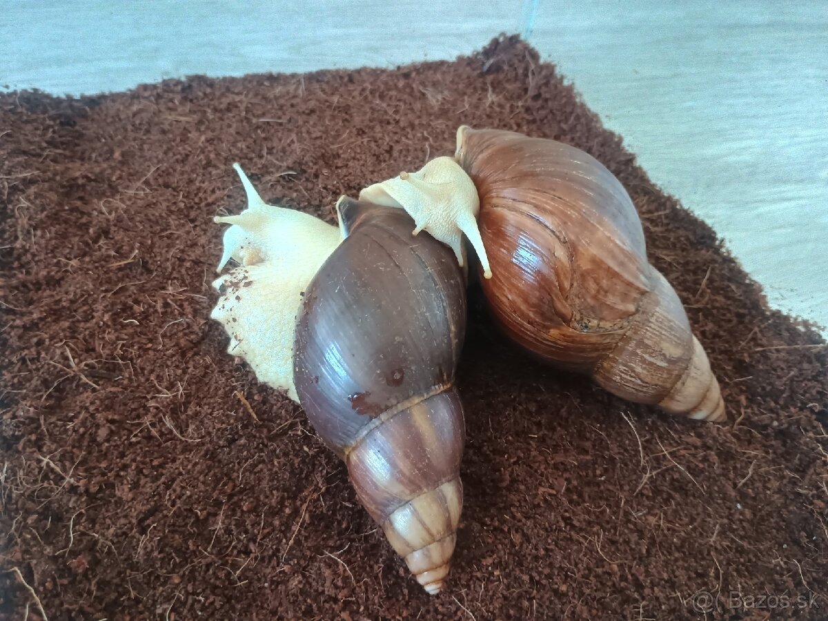 Africké slimáky - 4