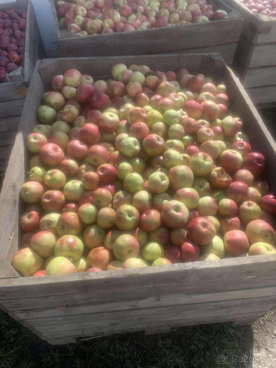 Predám jablká na kvas - 4