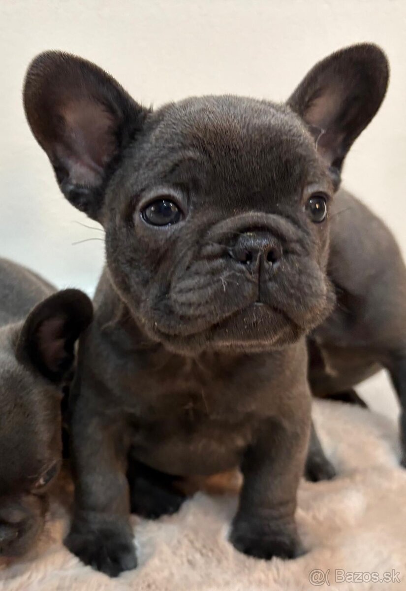 Francúzsky buldoček, buldog - 4