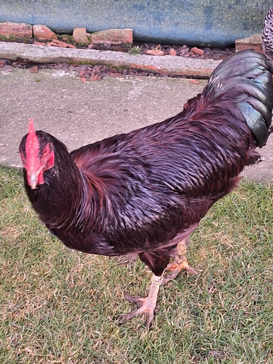 Kohut rodajlenky. - 4