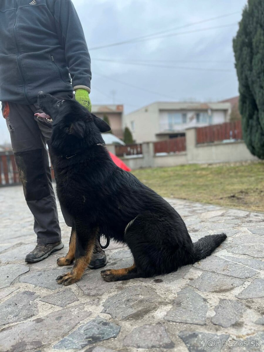 Nemecký ovčiak - 4