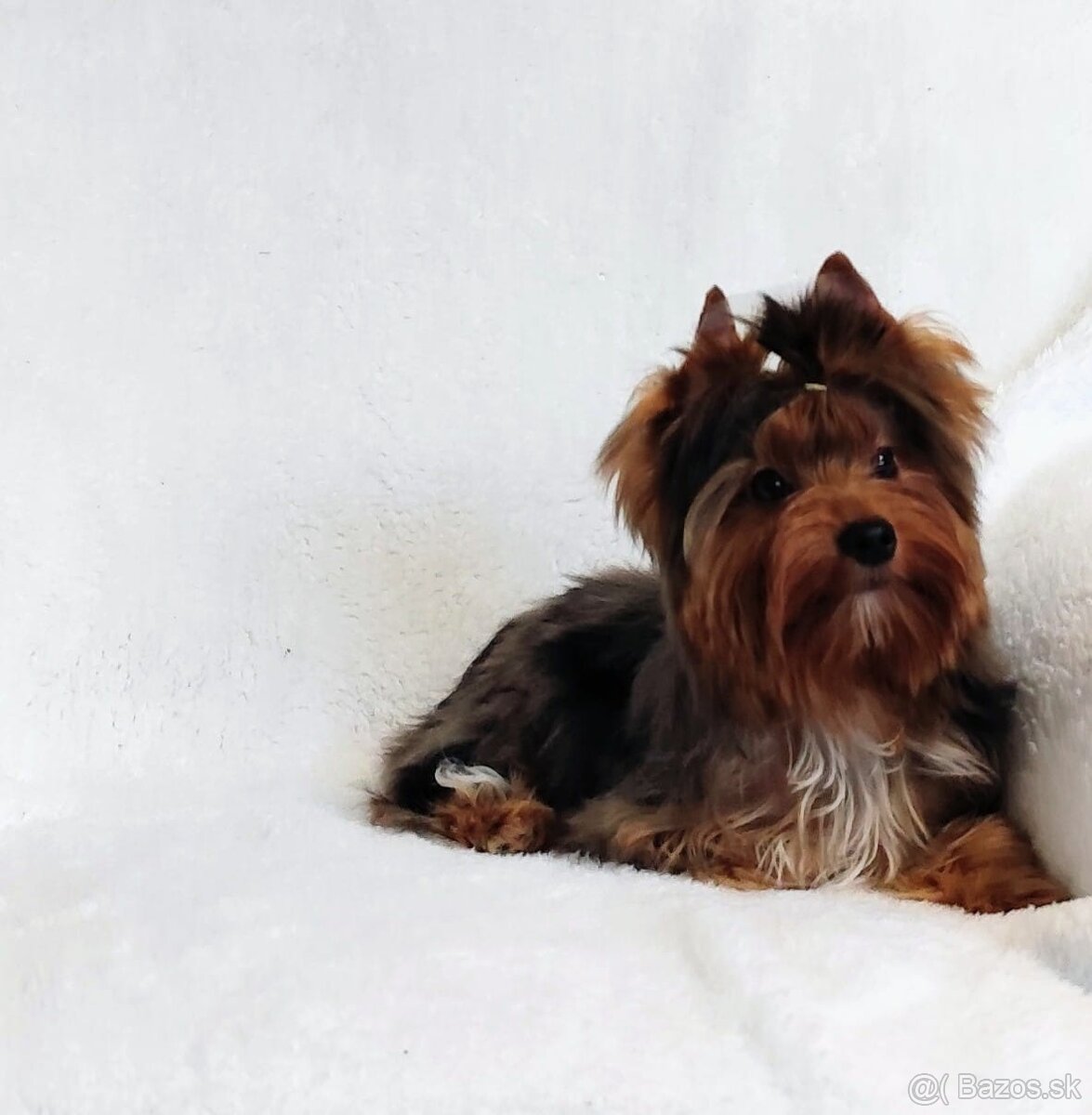 Yorkshire teriér, Yorkshire teriér s PP - 4