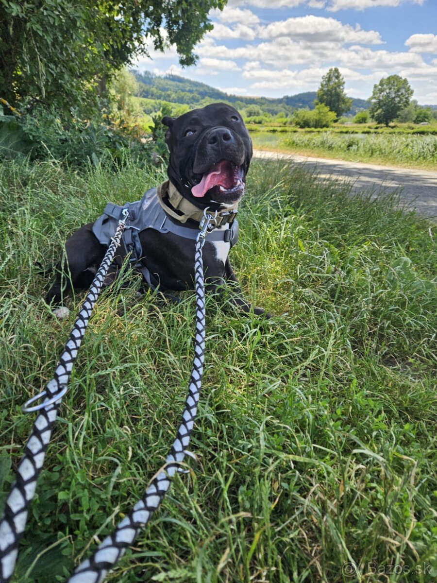 Stafordširsky terier - 4