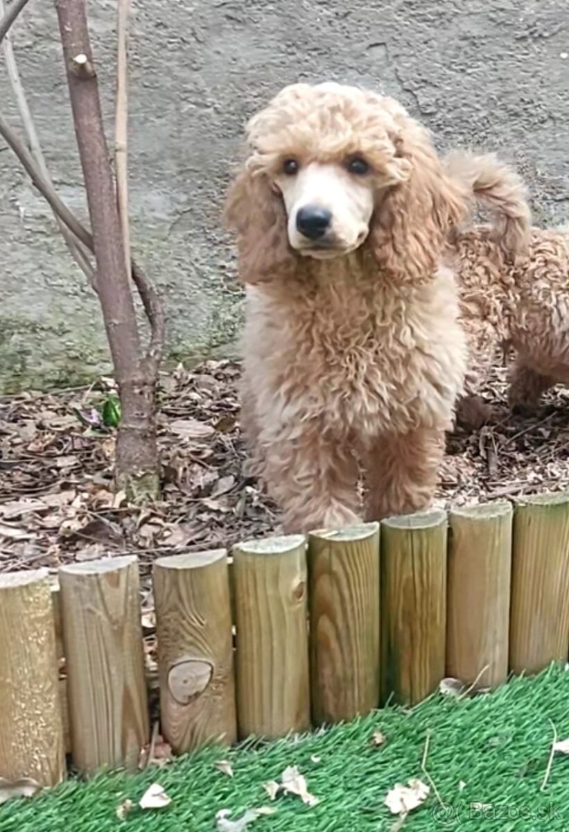 Pudel ( pudlik ) s PP - 4