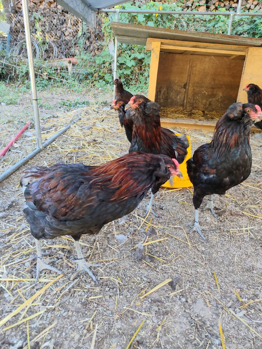 Araucana divoko sfarbená - 4