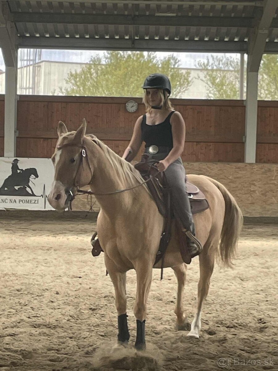 Krásná klisna QH - 4