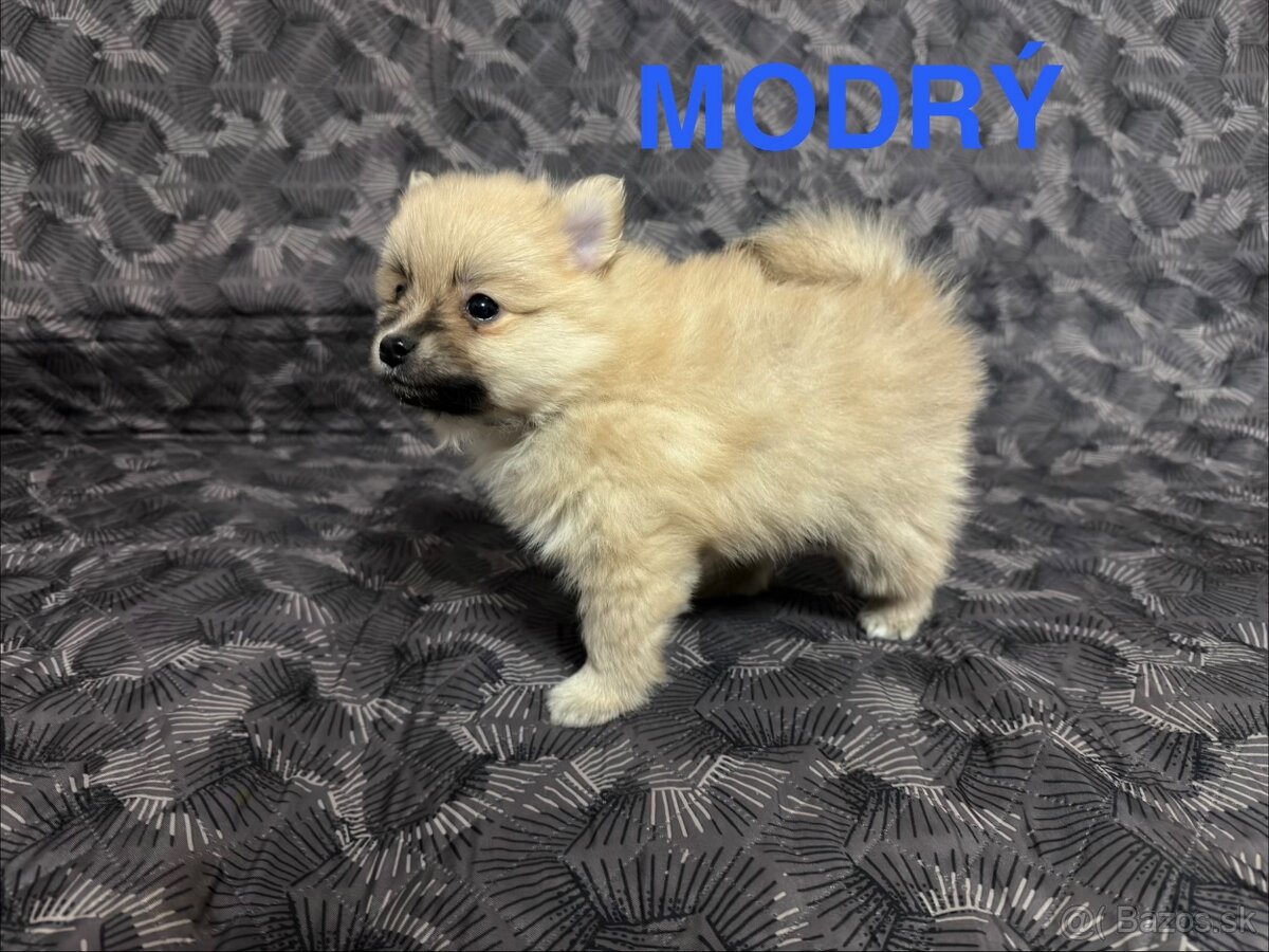 Roztomilé šteniatka nemeckého špica na predaj - 4