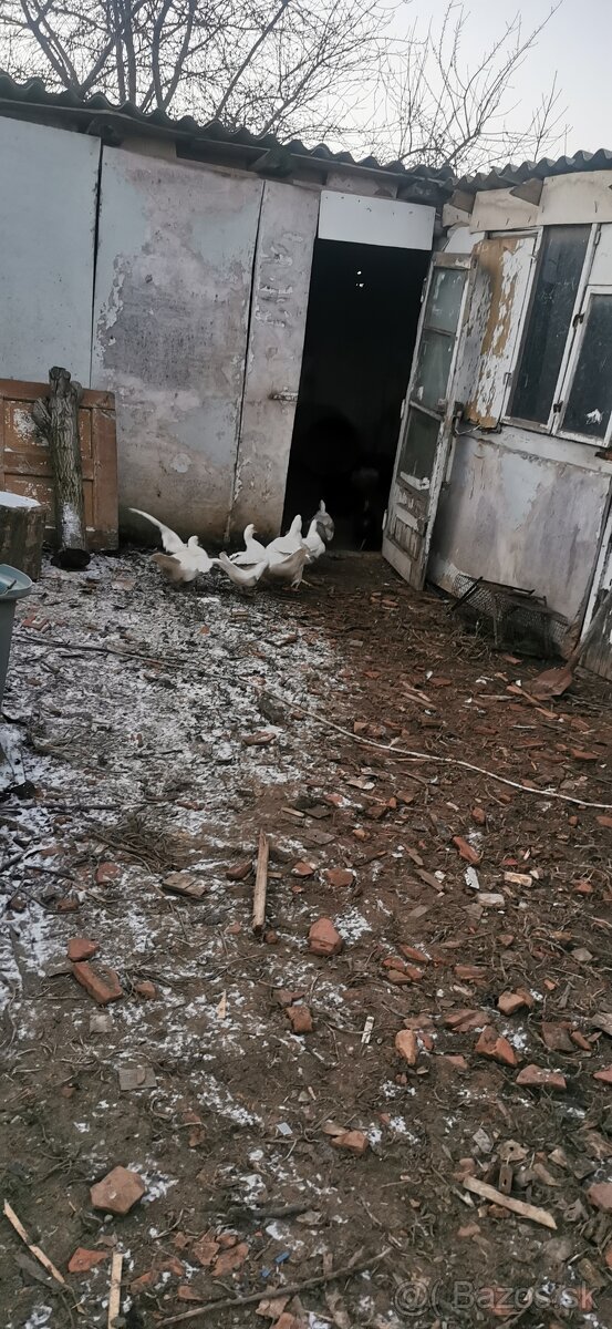 Kačice - Čínska Pekingská kačica - 4