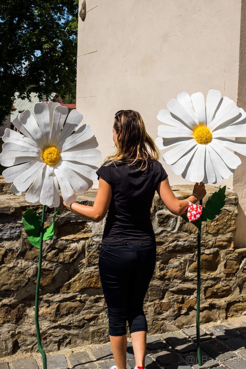 160cm margarétky - 4