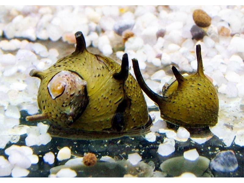 Řasožraví šneci - 4