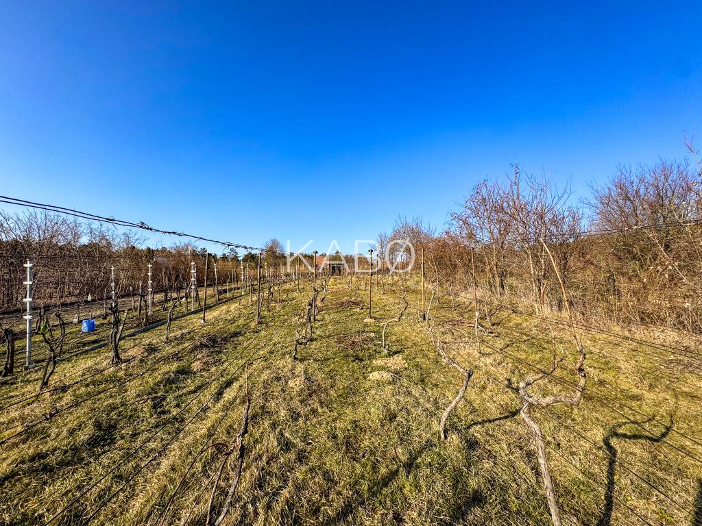 Krásna vinica pri Nitre - 895 m2 - 4