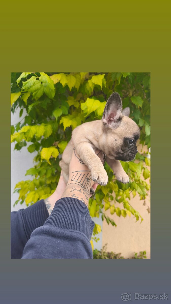 Francúzsky Buldoček - 4