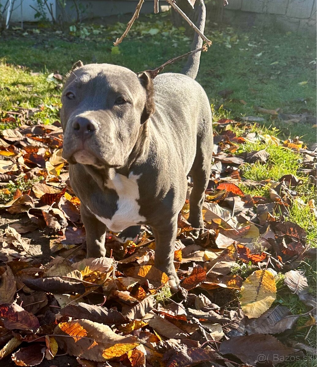 American Bully XL - 4