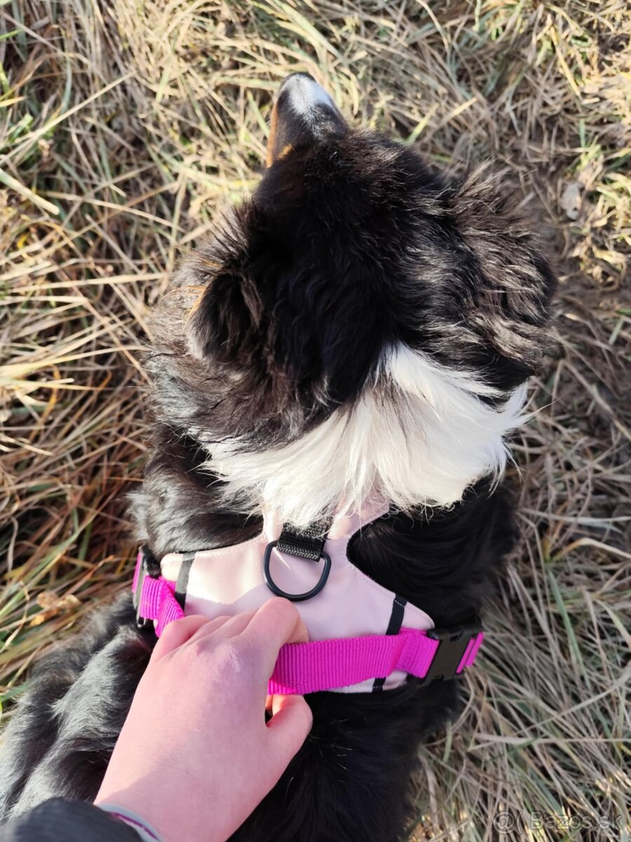 🛡️ Originálne handmade postroje a vodítka pre psov 🐾 - 4