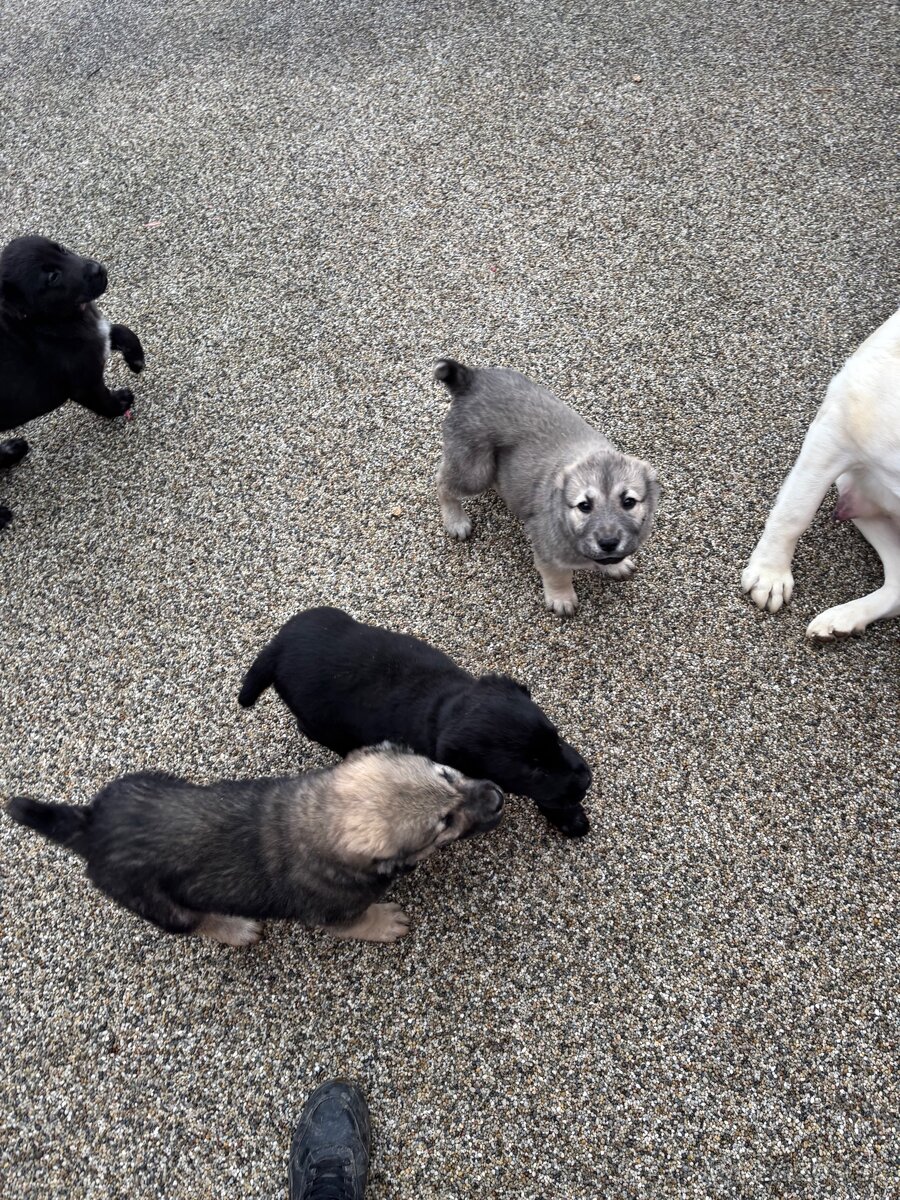 Stredoázijský ovčiak SAO s PP - 4