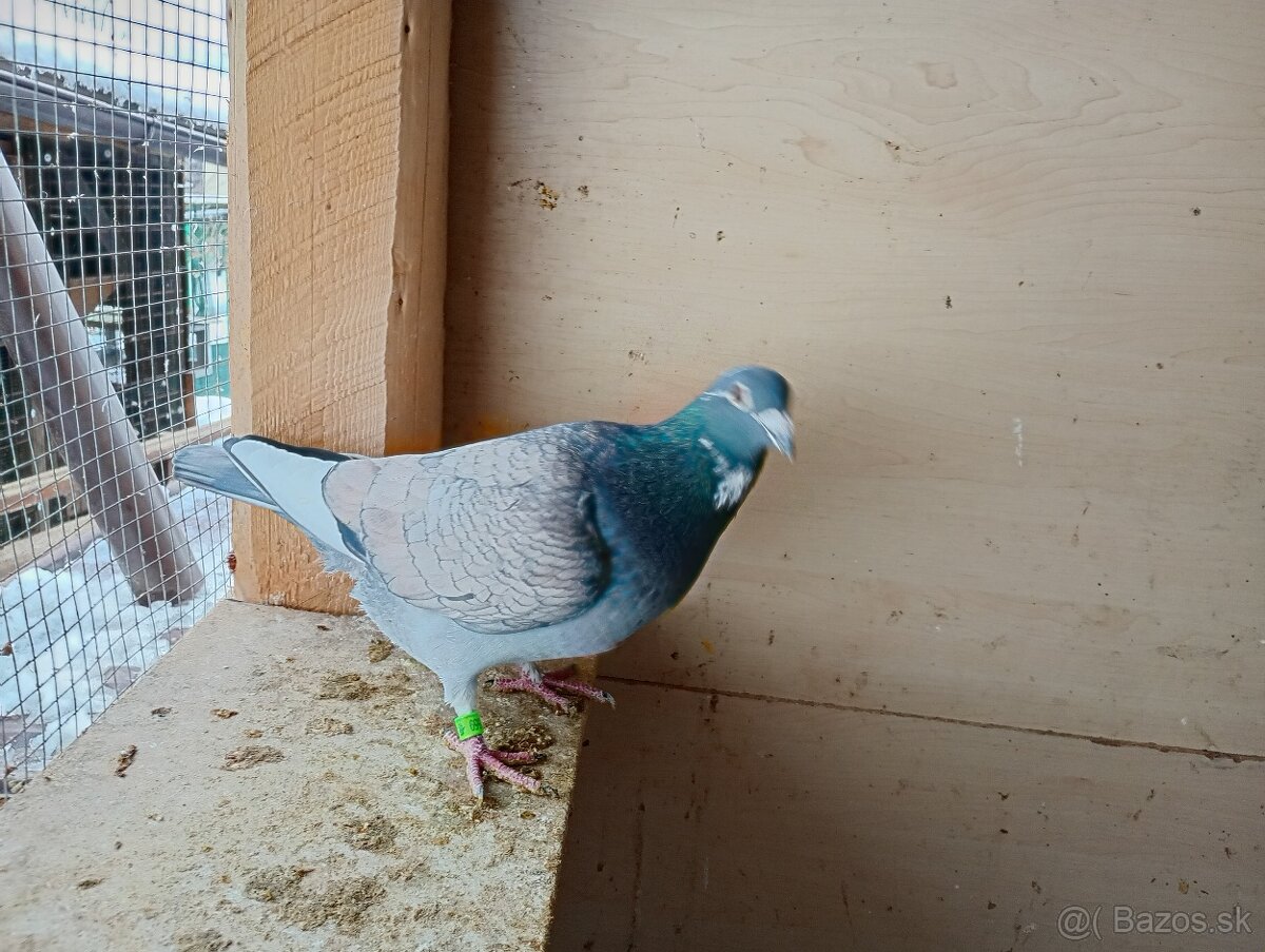 Poštové holuby - 4