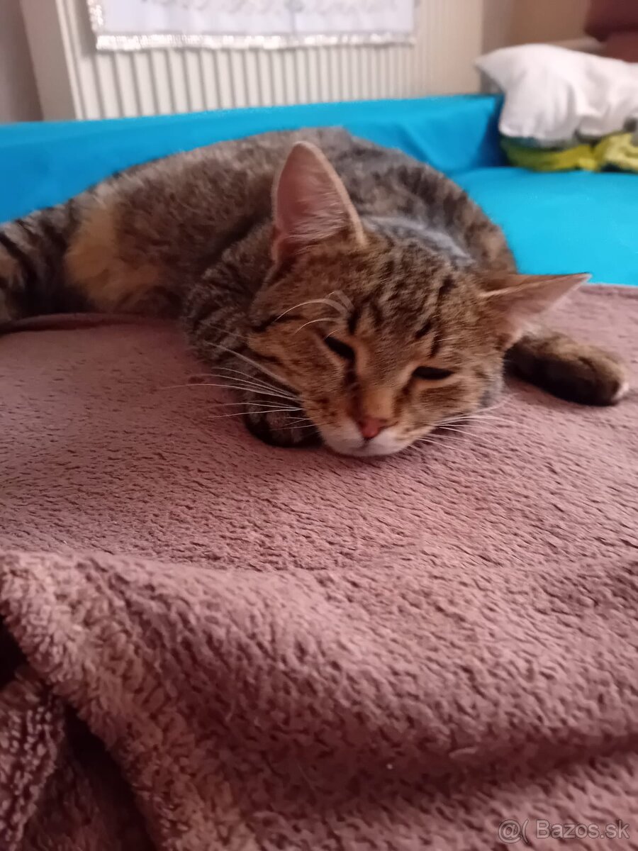 Darujem kocúrov - 4