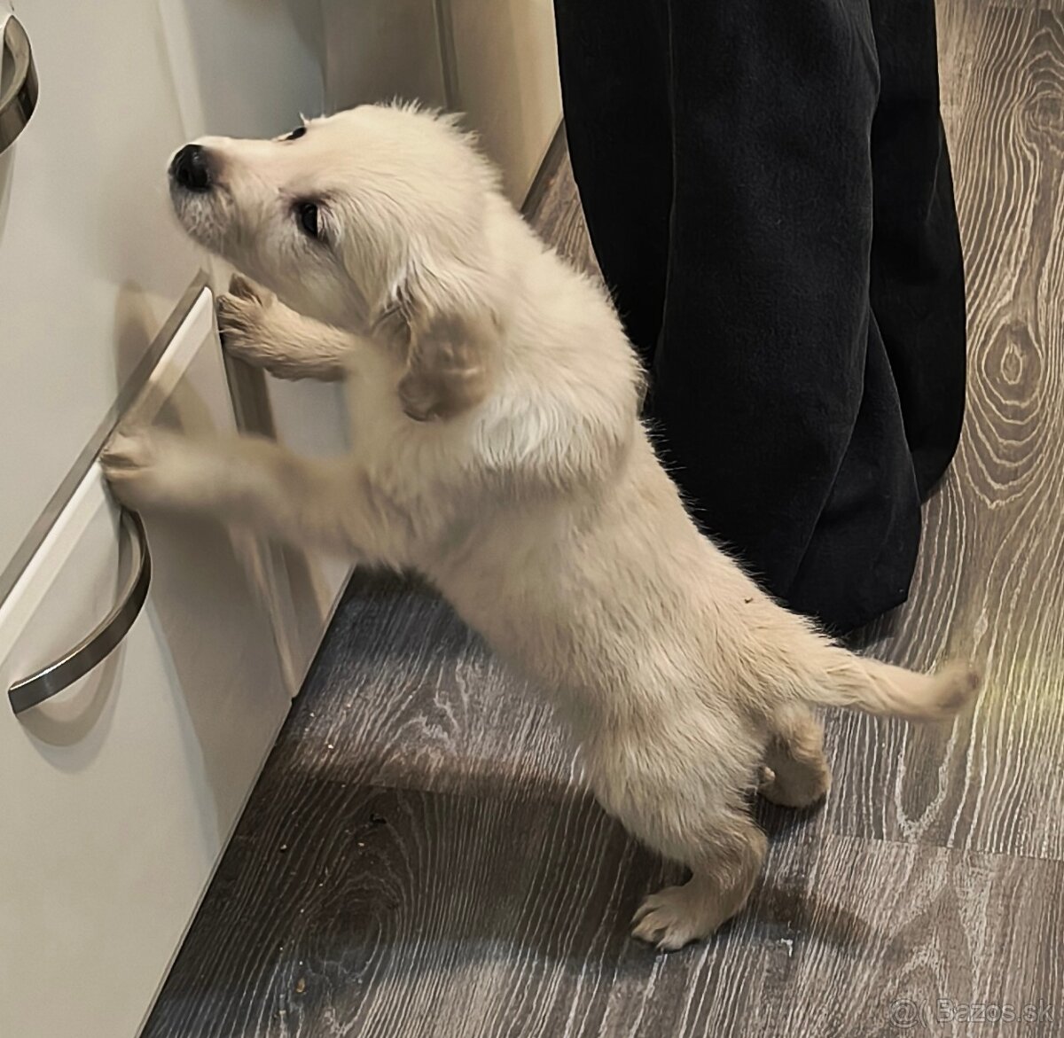 Zlatý retriever - 4