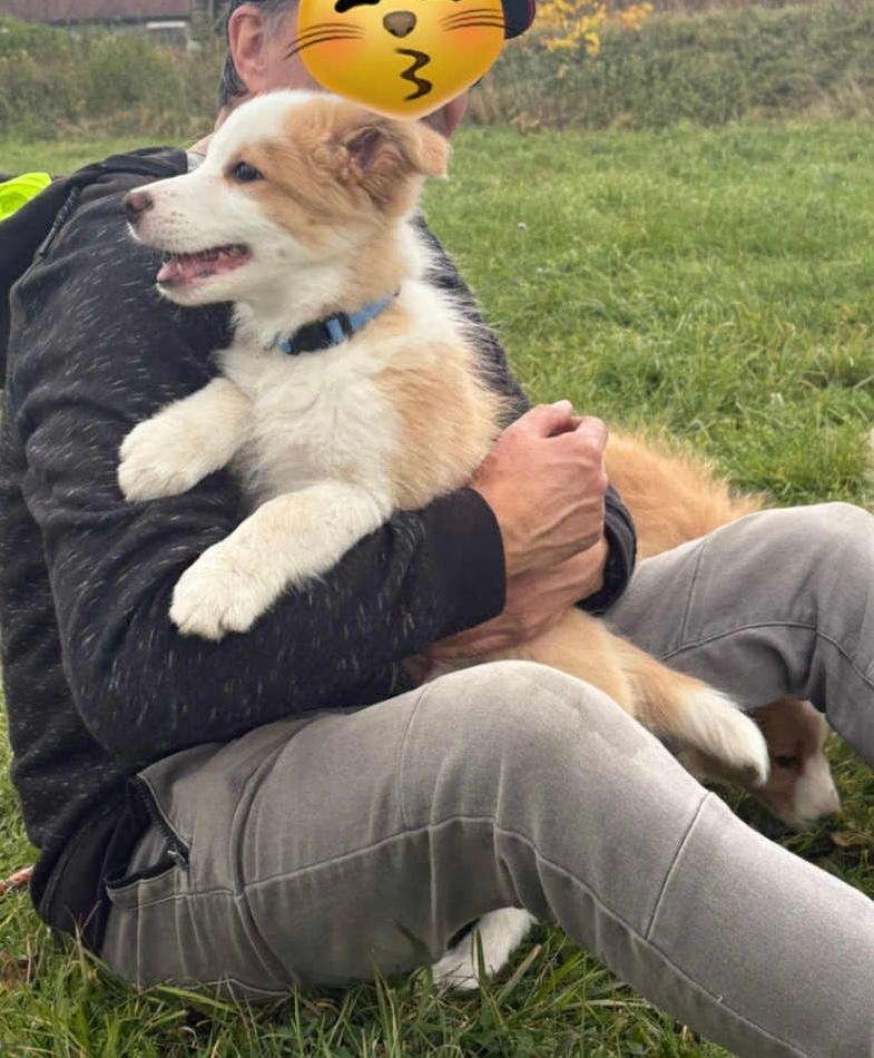 Border kólia, Borderka - 4