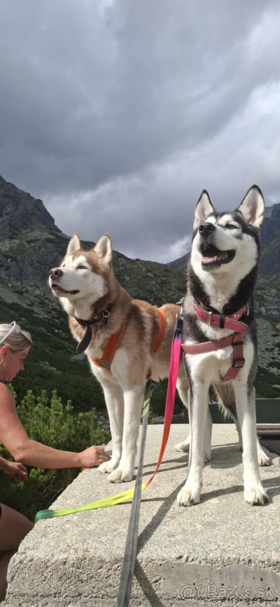 Sibírsky husky na krytie - 4