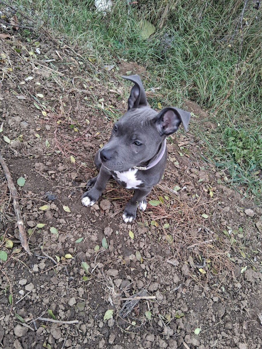 Americký staffor - 4